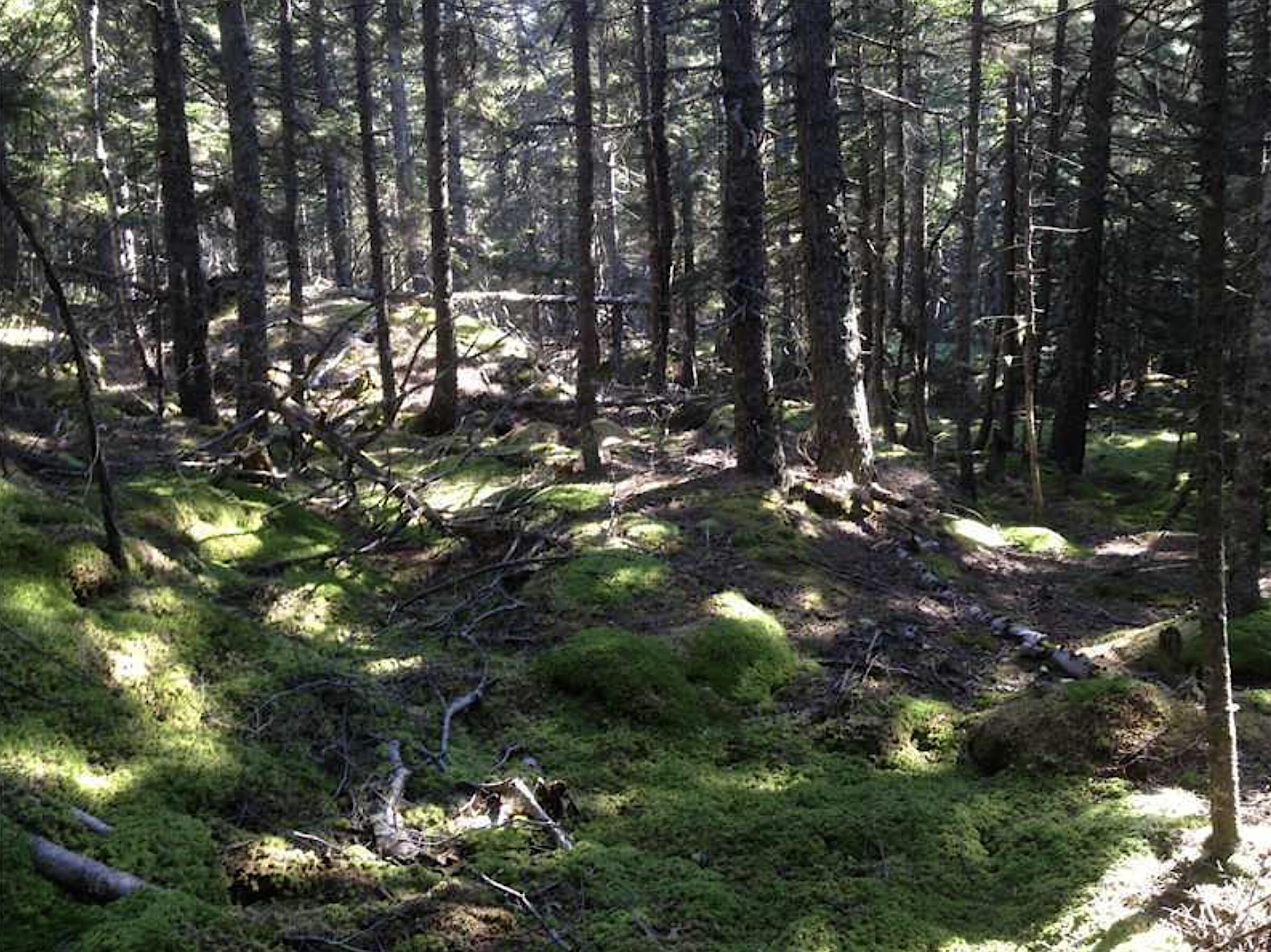 0 Butler Road Frenchboro ME 04635