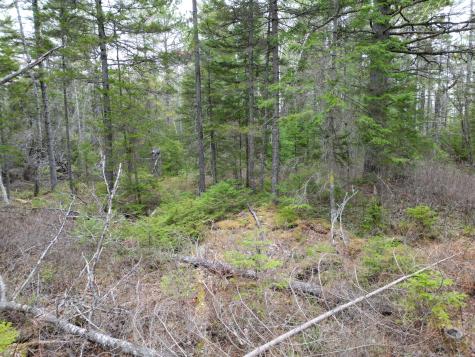 1323 Deer Haven Wesley ME 04686