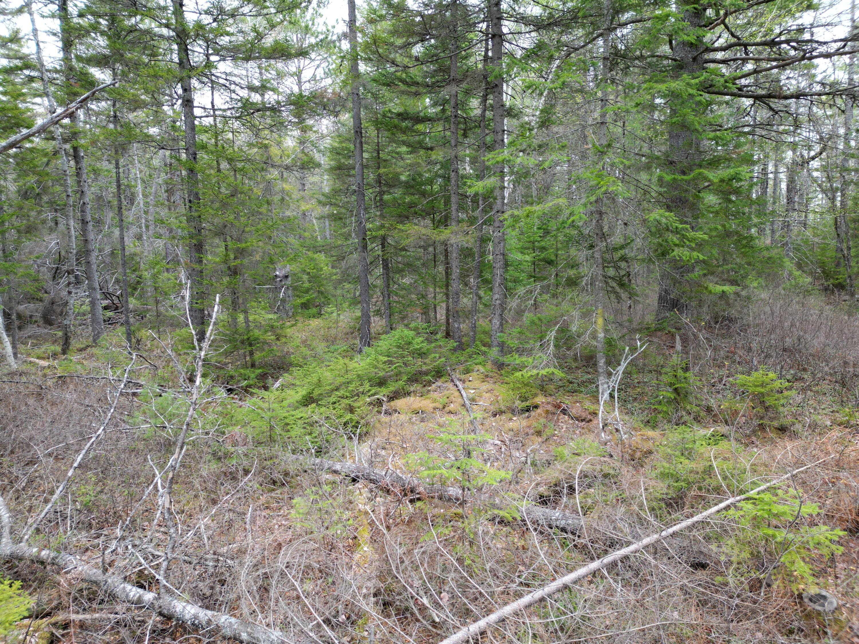 1323 Deer Haven Wesley ME 04686
