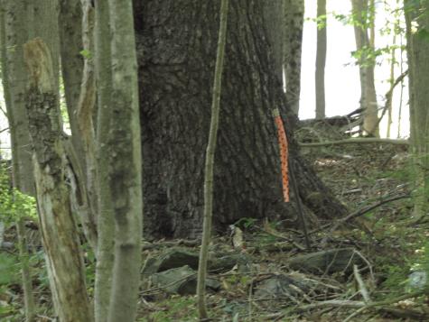 225 Waldo Avenue Belfast ME 04915