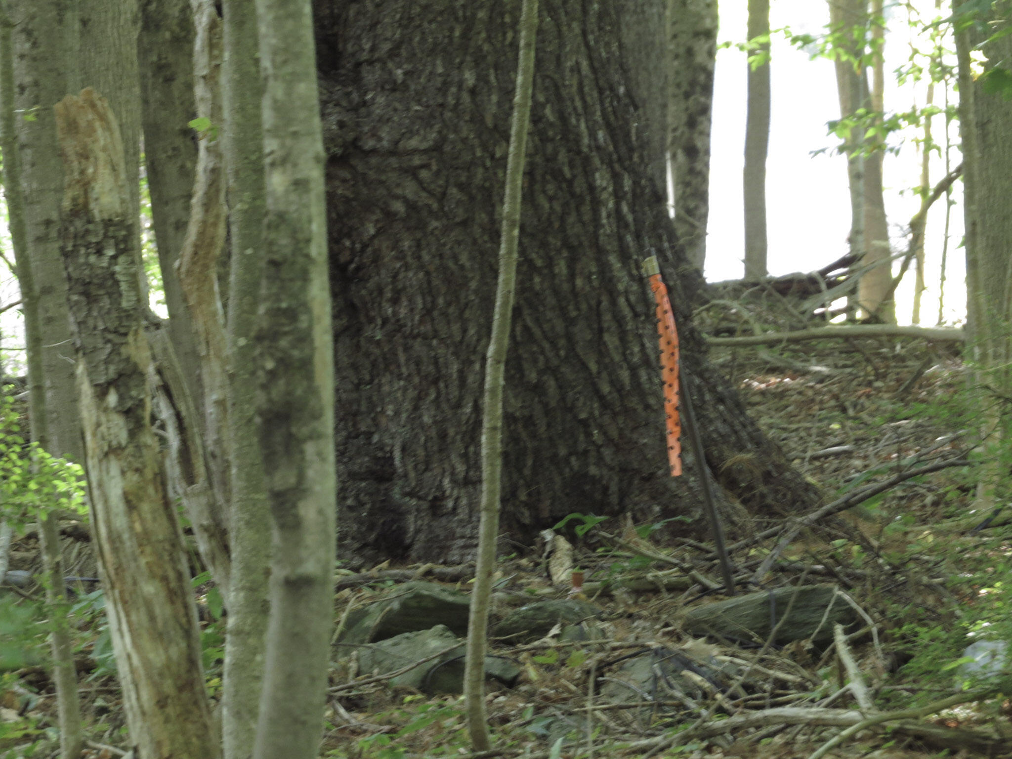 225 Waldo Avenue Belfast ME 04915