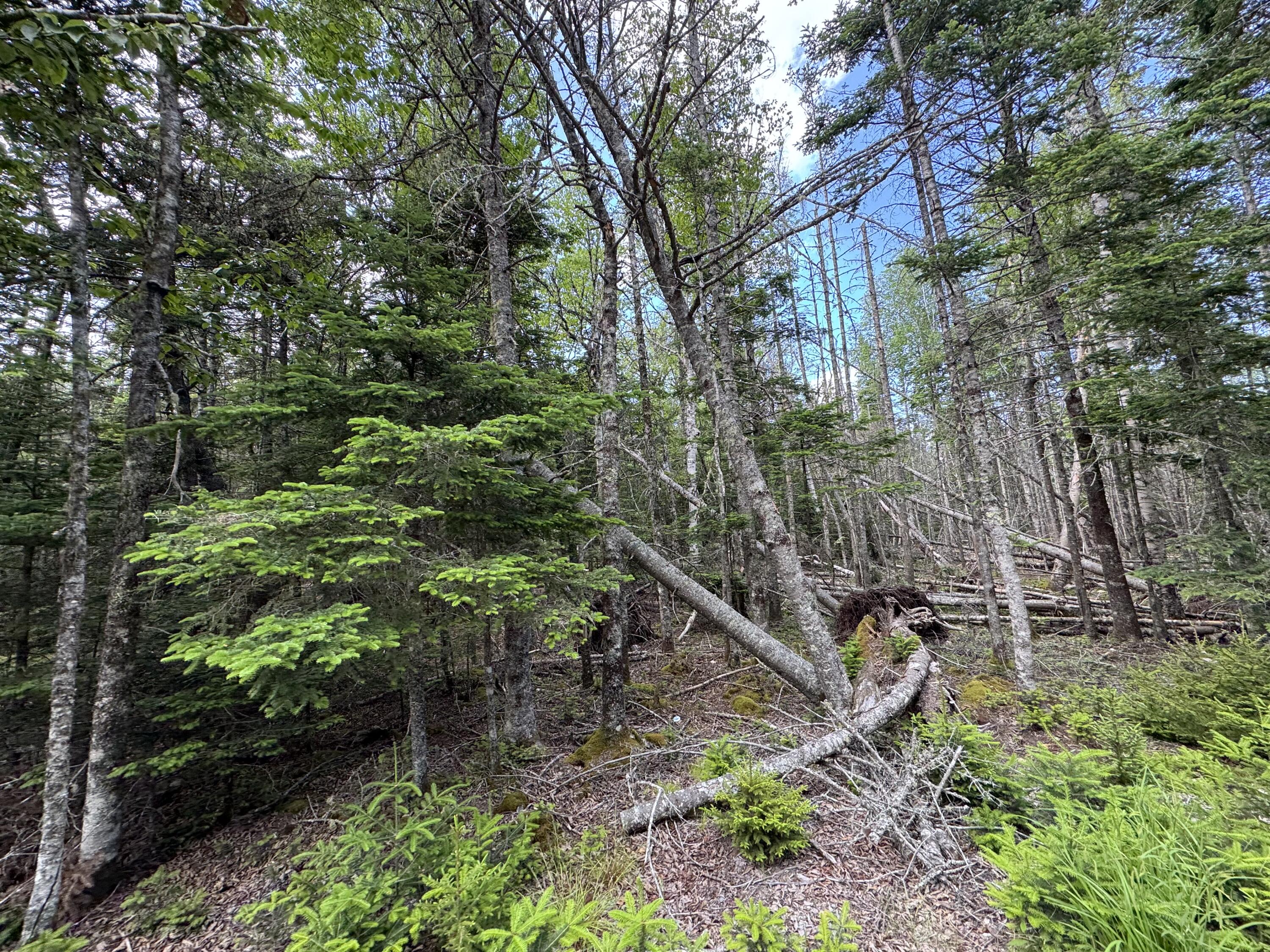 #06-05-0A Nepp Point Road Roque Bluffs ME 04654