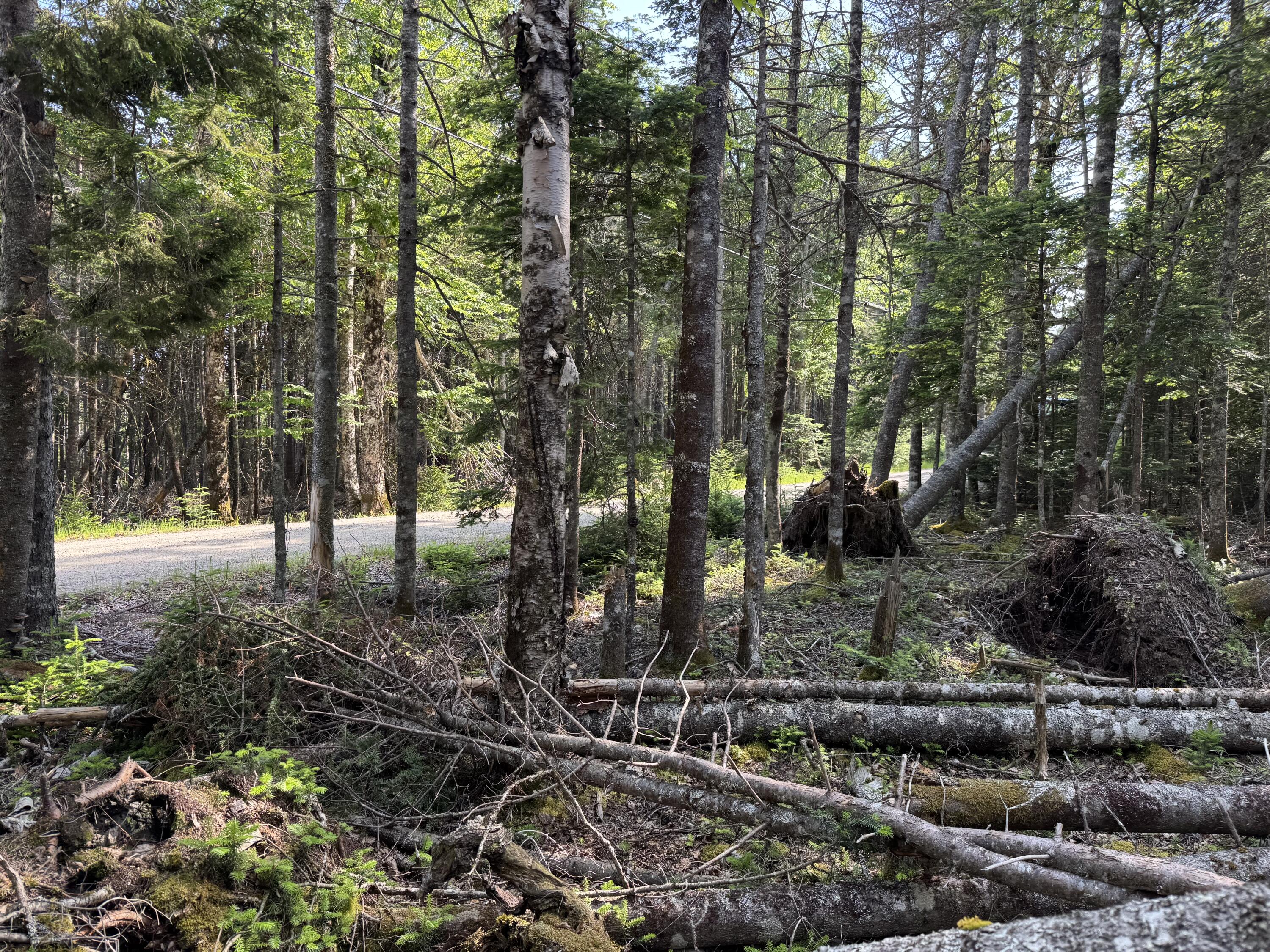 #06-05-0A Nepp Point Road Roque Bluffs ME 04654