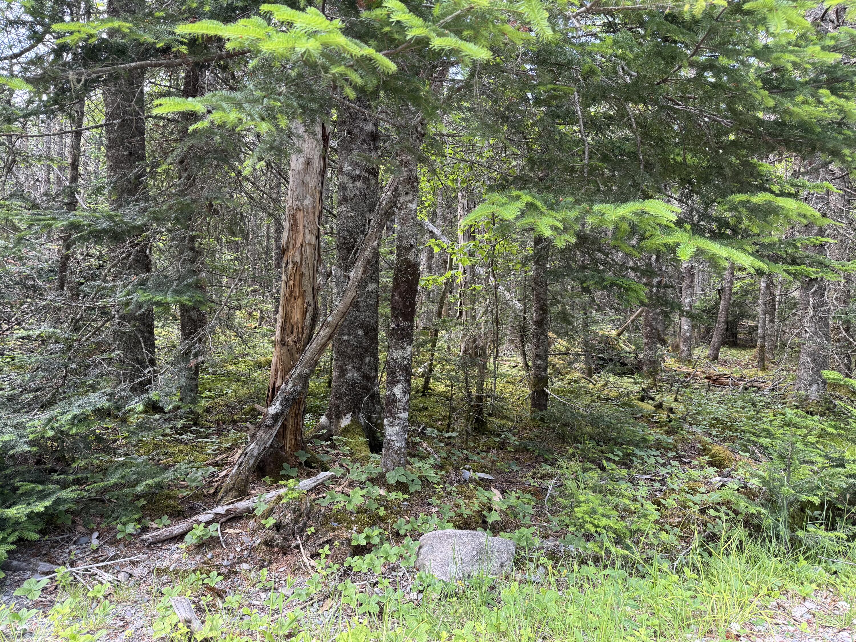 #06-05-0A Nepp Point Road Roque Bluffs ME 04654