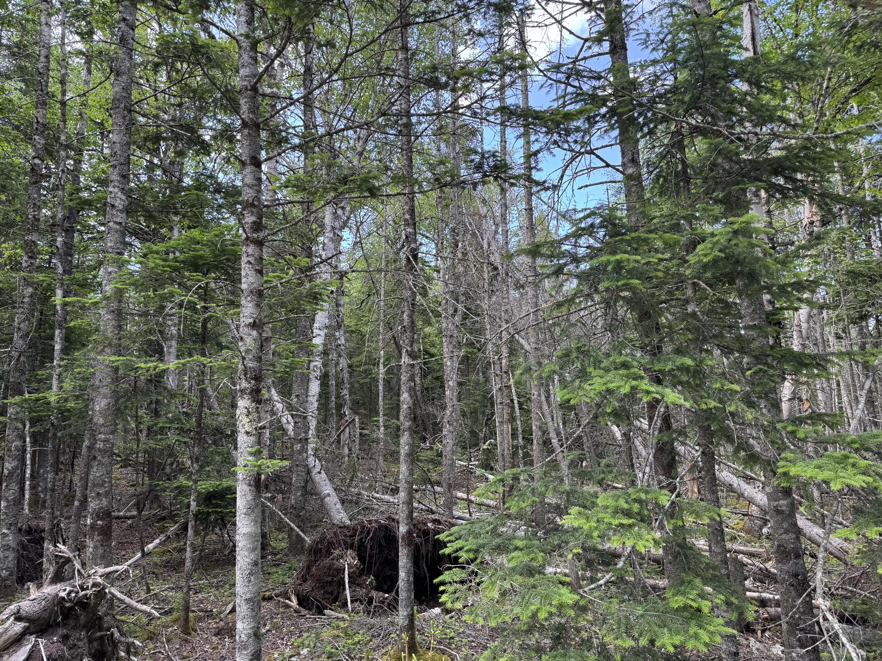 #06-05-0A Nepp Point Road Roque Bluffs ME 04654