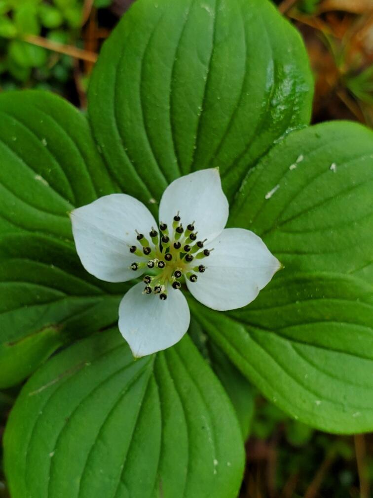 315 Hopkins Pond Road Clifton ME 04428