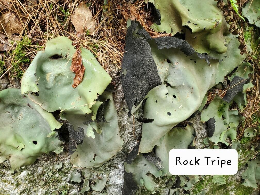 315 Hopkins Pond Road Clifton ME 04428