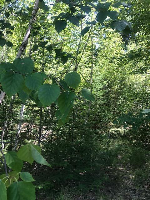 0 Willey District Road Cherryfield ME 04622