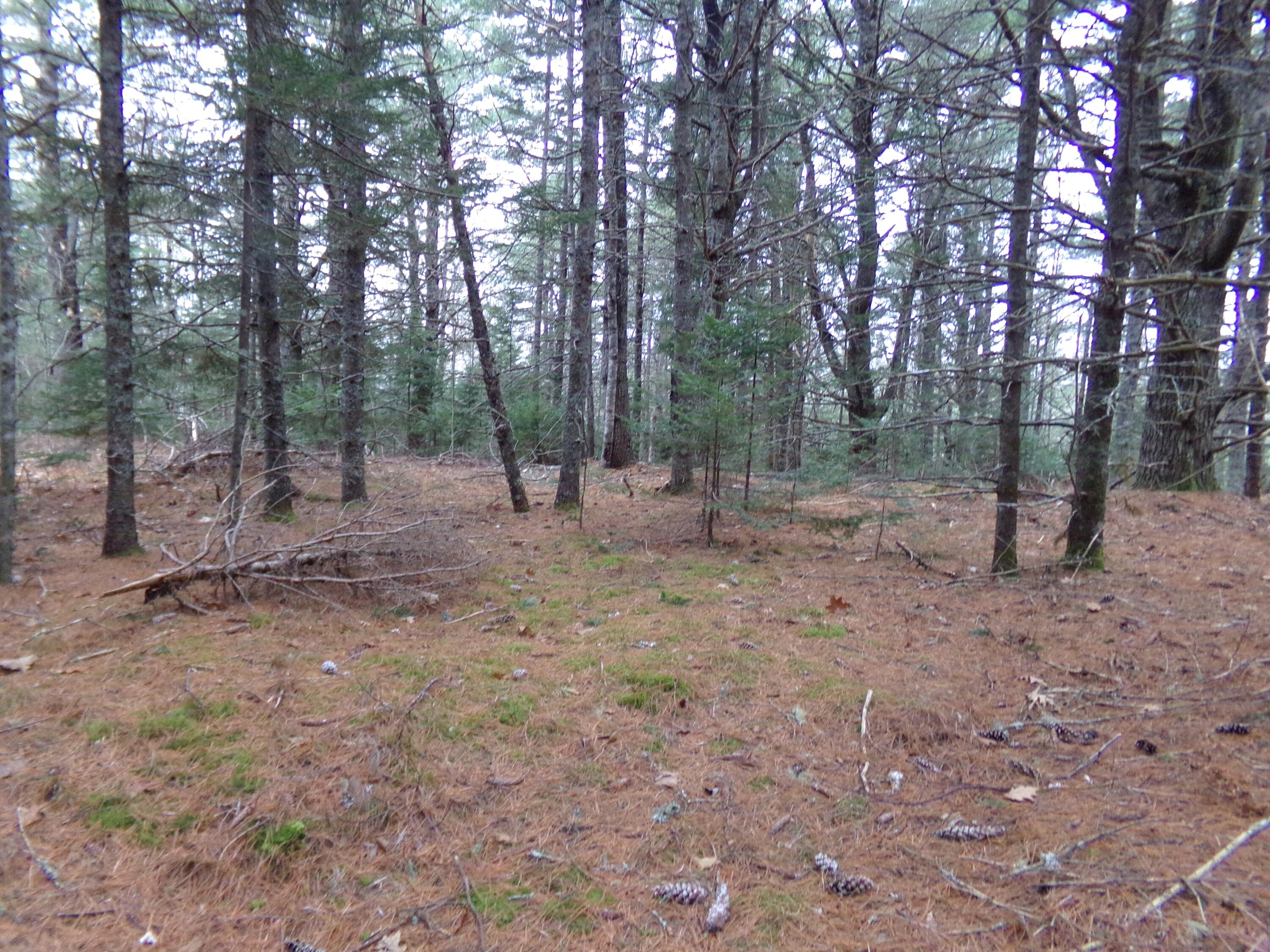Lot 3e Rogers Point Road Steuben ME 04680