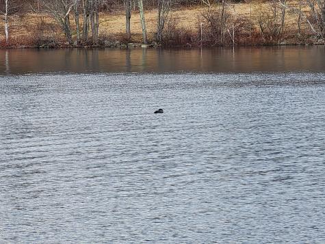 1 Goose River Estates Swanville ME 04915