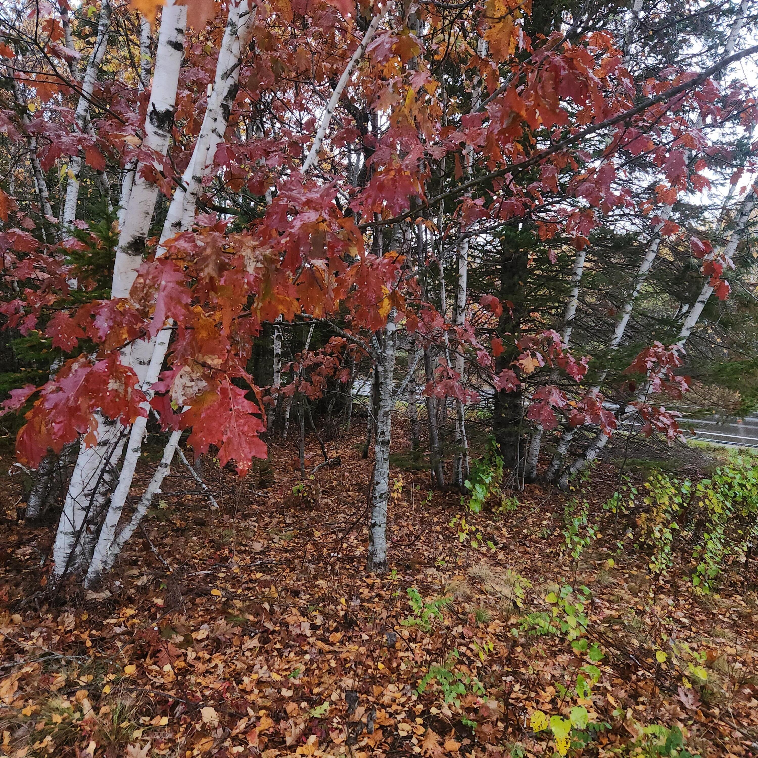 1910 Maine 193 Beddington ME 04622