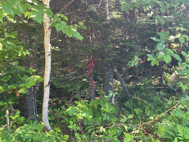 Lot #5 Bonnie Way Winterport ME 04496