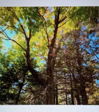 0 Lead Mine Road M8 L2-1 & M8 L2 Lubec ME 04652