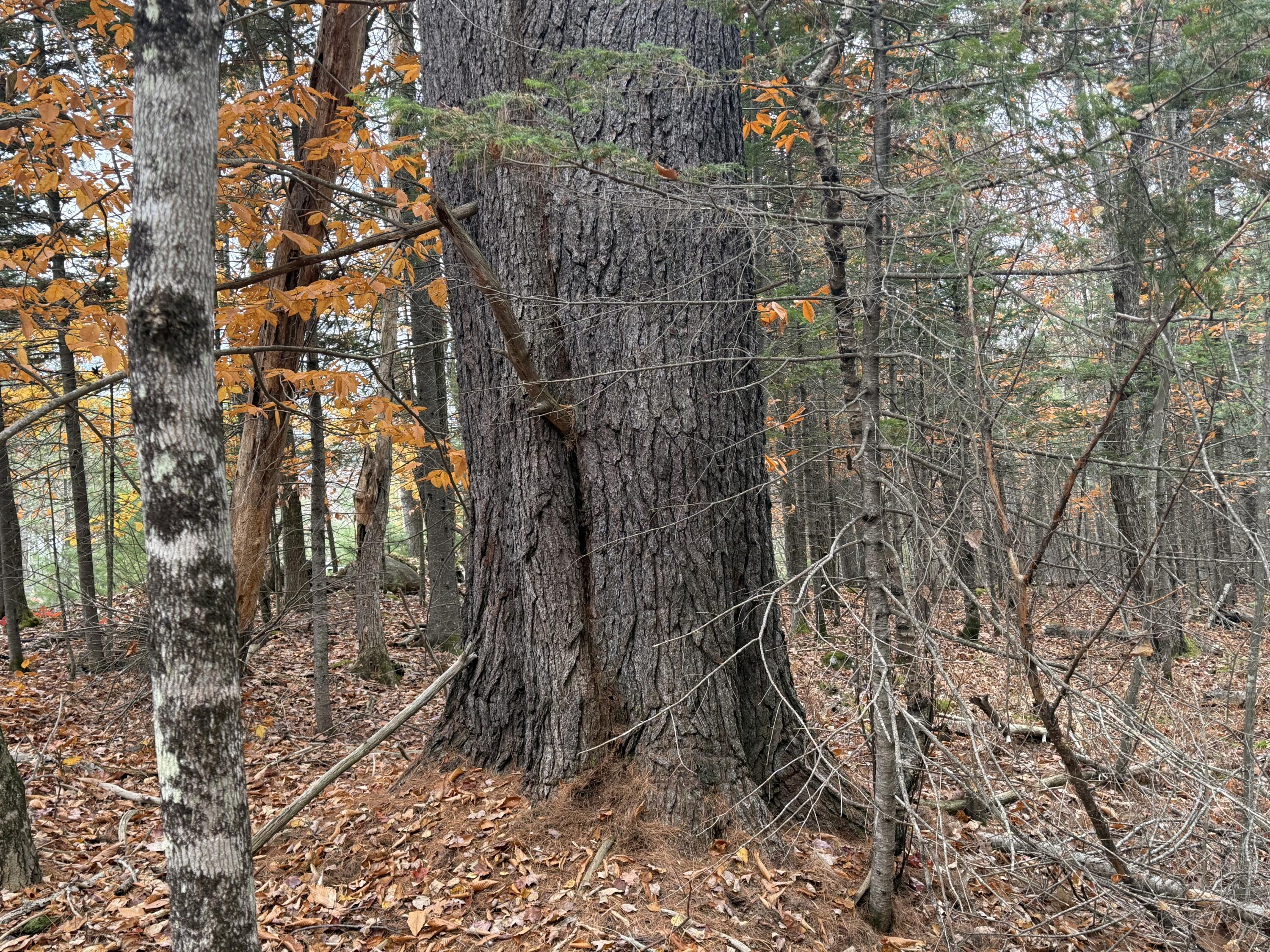 L50 Storer Hill Road Carthage ME 04224