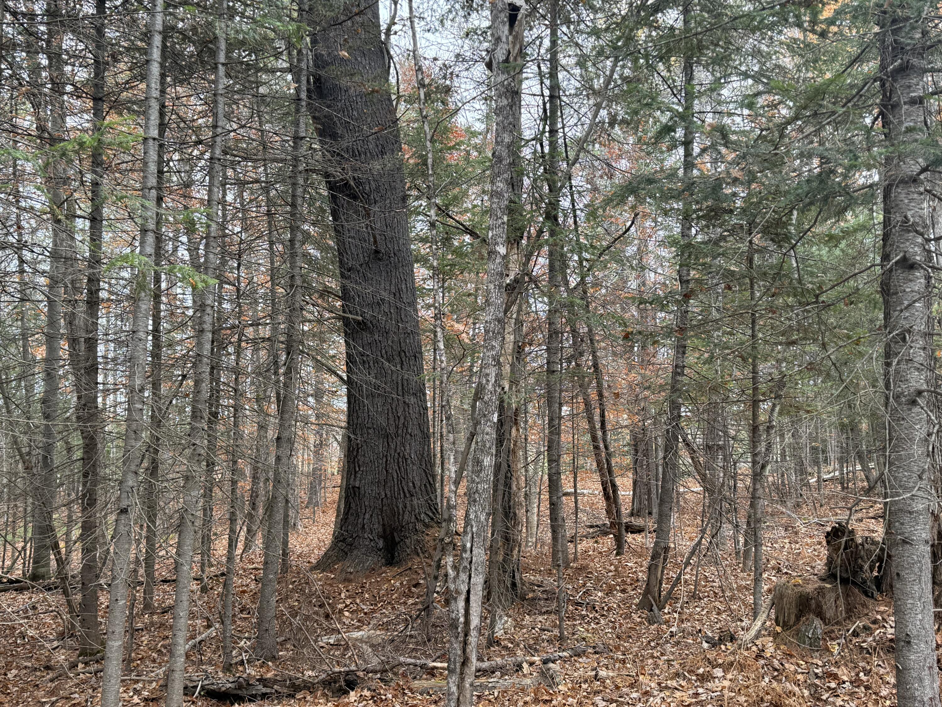 L50 Storer Hill Road Carthage ME 04224