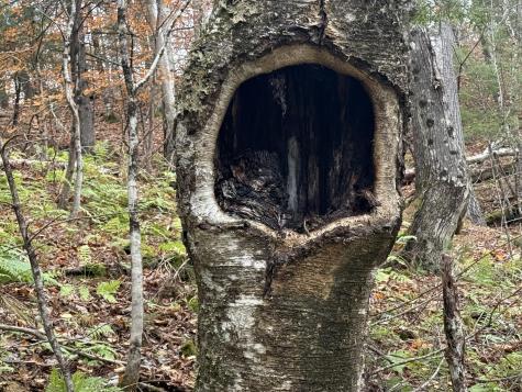 L50 Storer Hill Road Carthage ME 04224