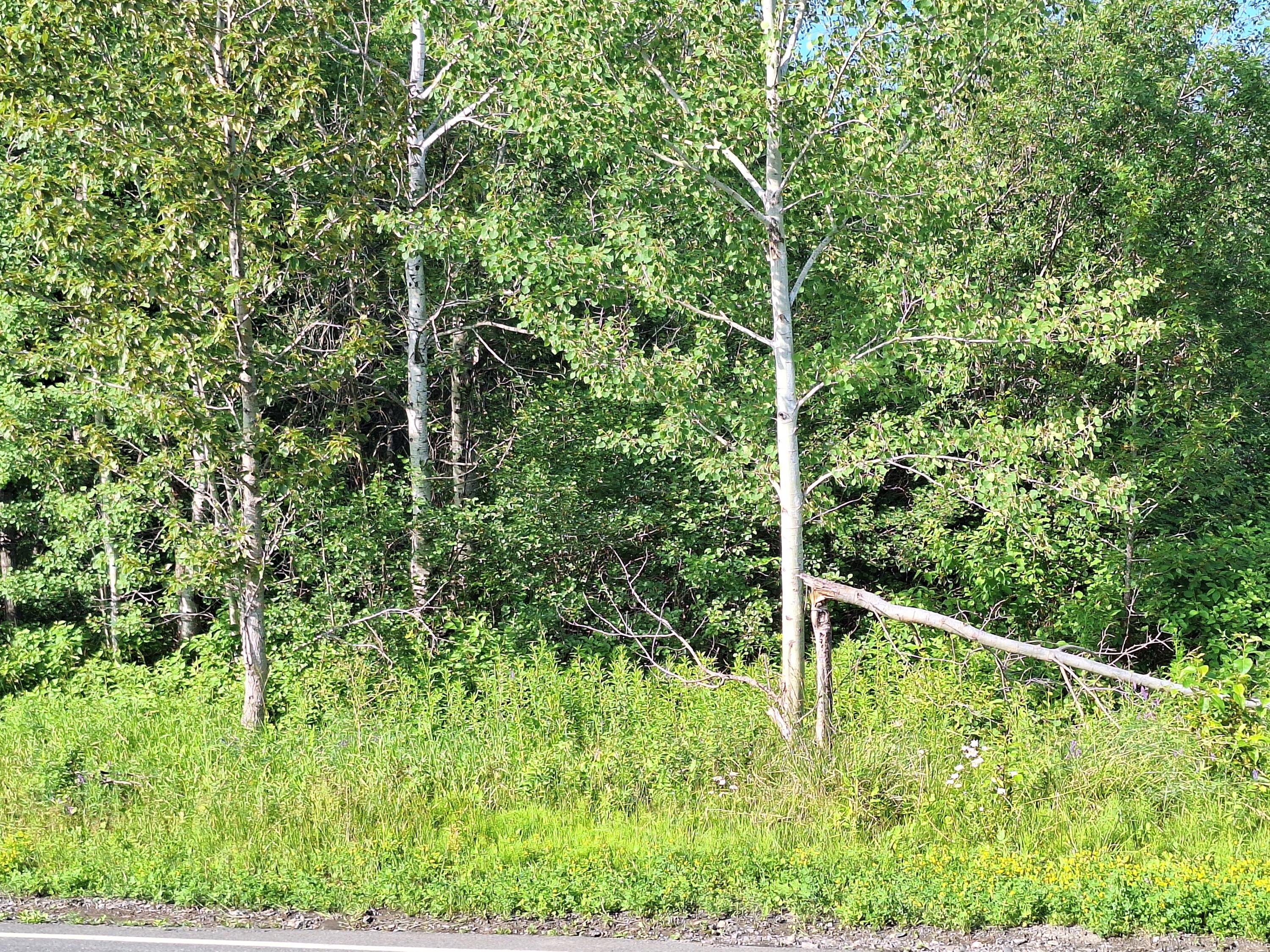 Lot 36-d Grimes Road Caribou ME 04736