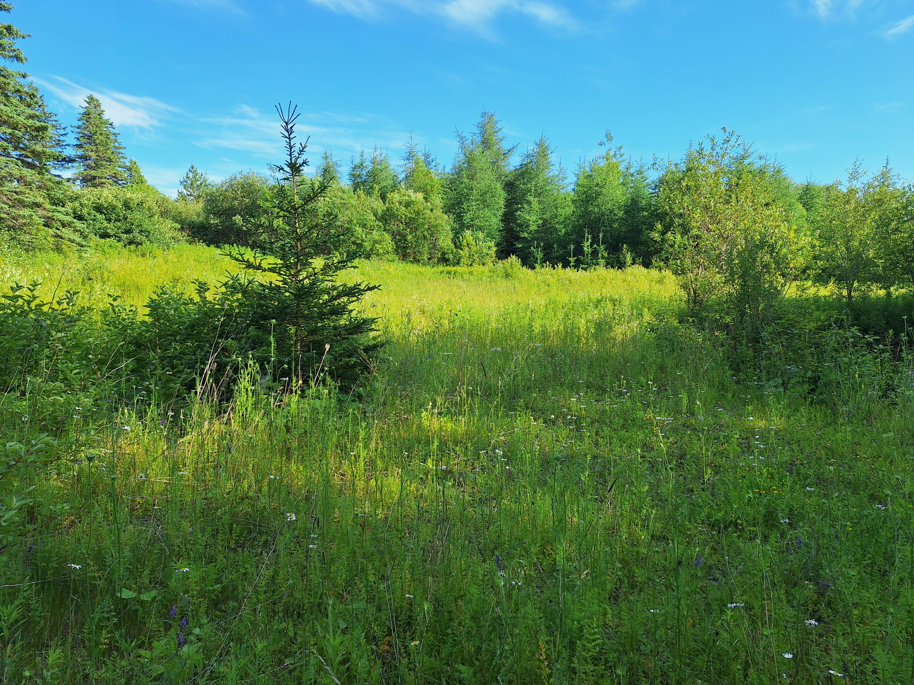 Lot 36-d Grimes Road Caribou ME 04736
