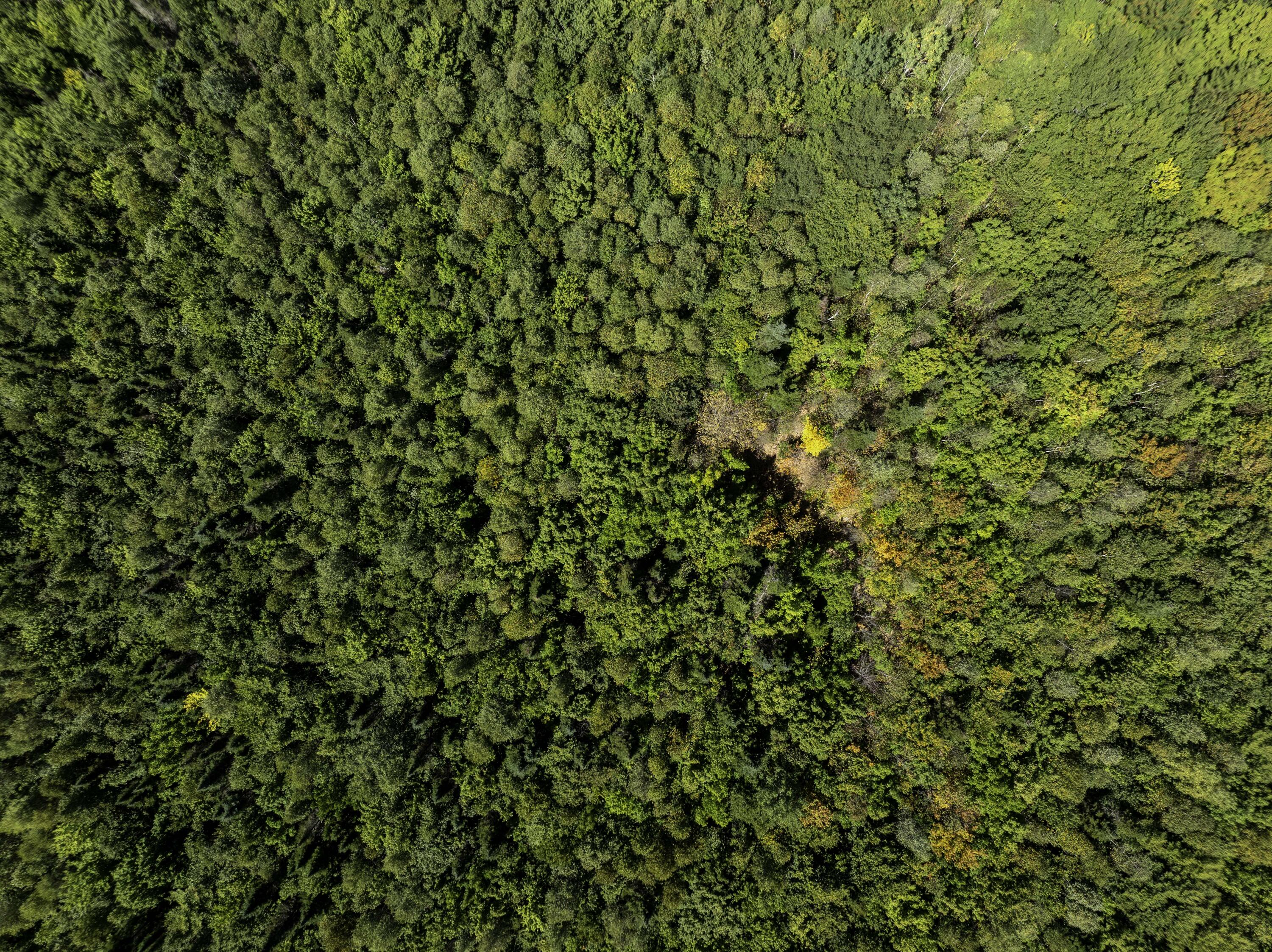 M7 L19 Old Crawford Road Cooper ME 04657