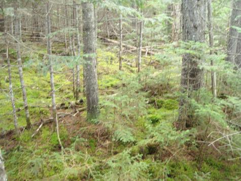 M2l18 Parmachenee Road Lynchtown Twp ME 04970