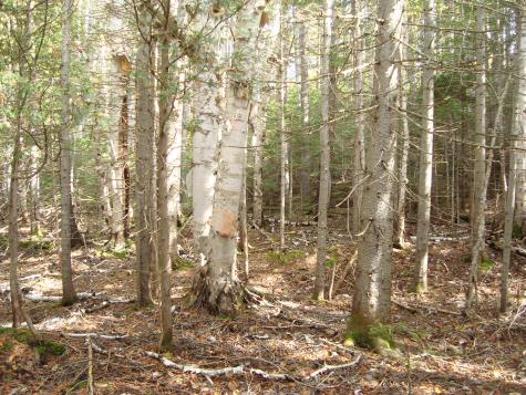 M2l18 Parmachenee Road Lynchtown Twp ME 04970