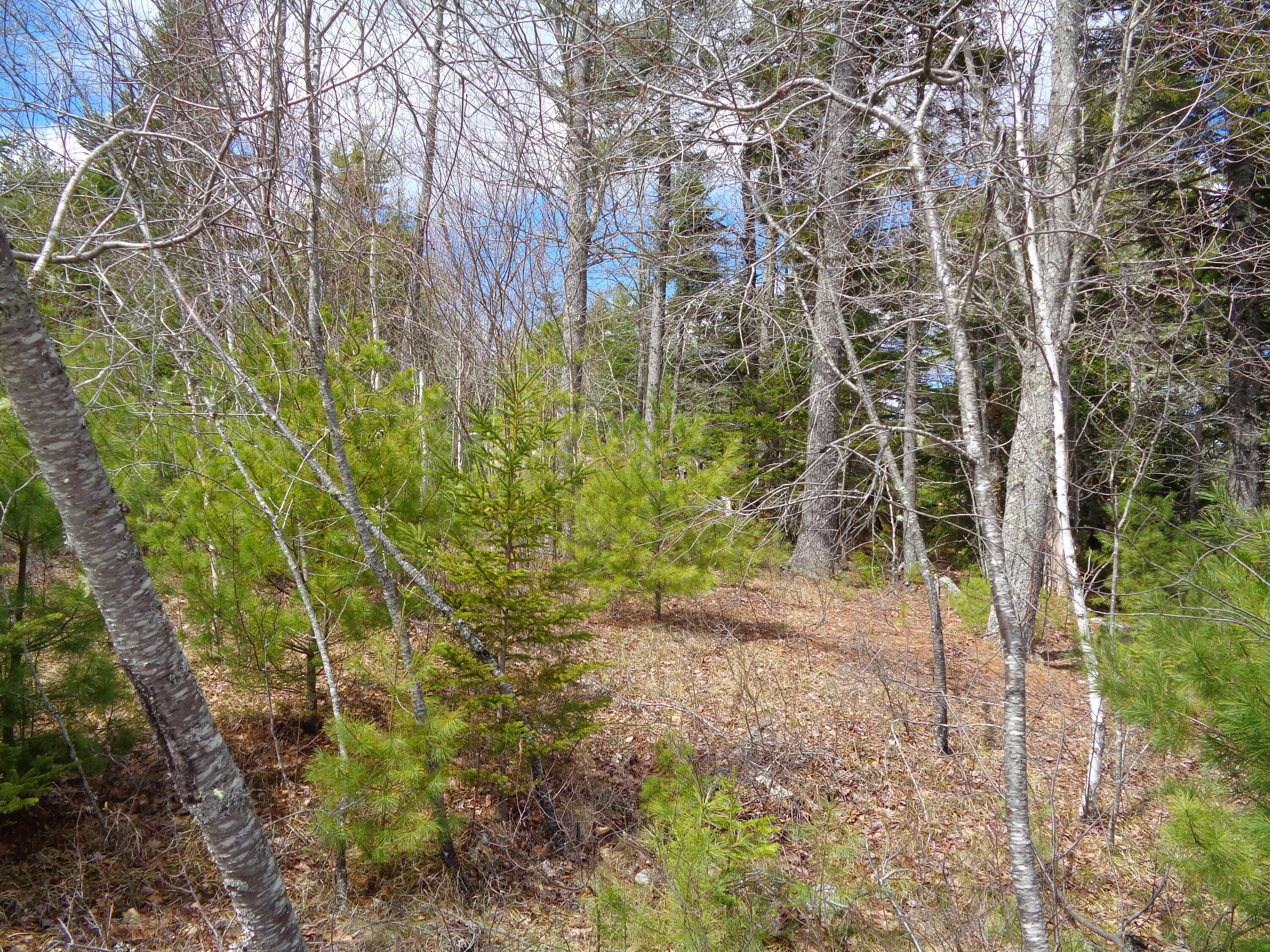 Lot 10 Bailey Mountain Road Franklin ME 04634
