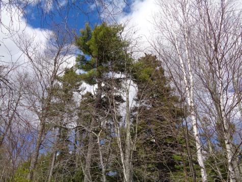 Lot 10 Bailey Mountain Road Franklin ME 04634