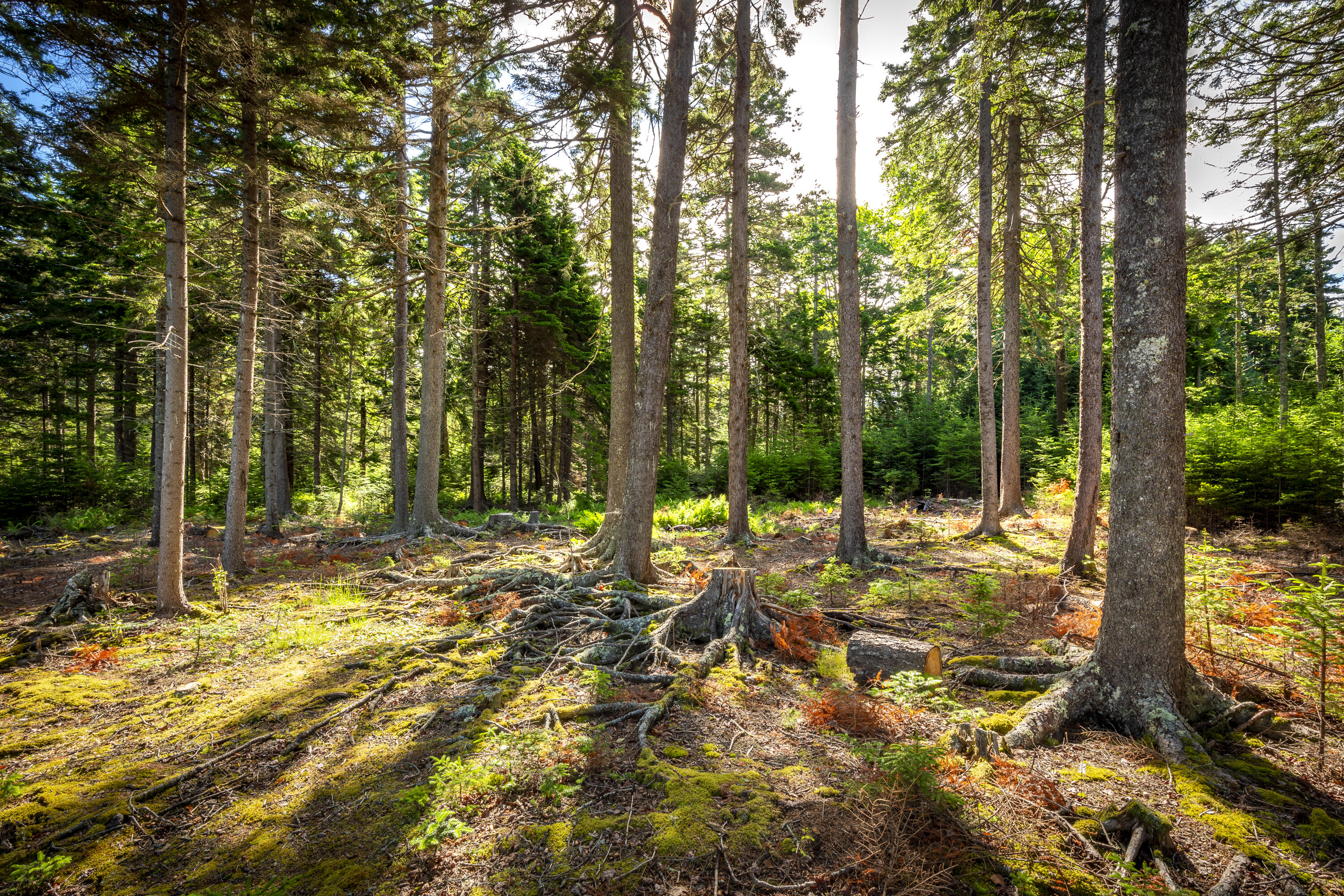M15L20-TBD Golf Club Road Islesboro ME 04848