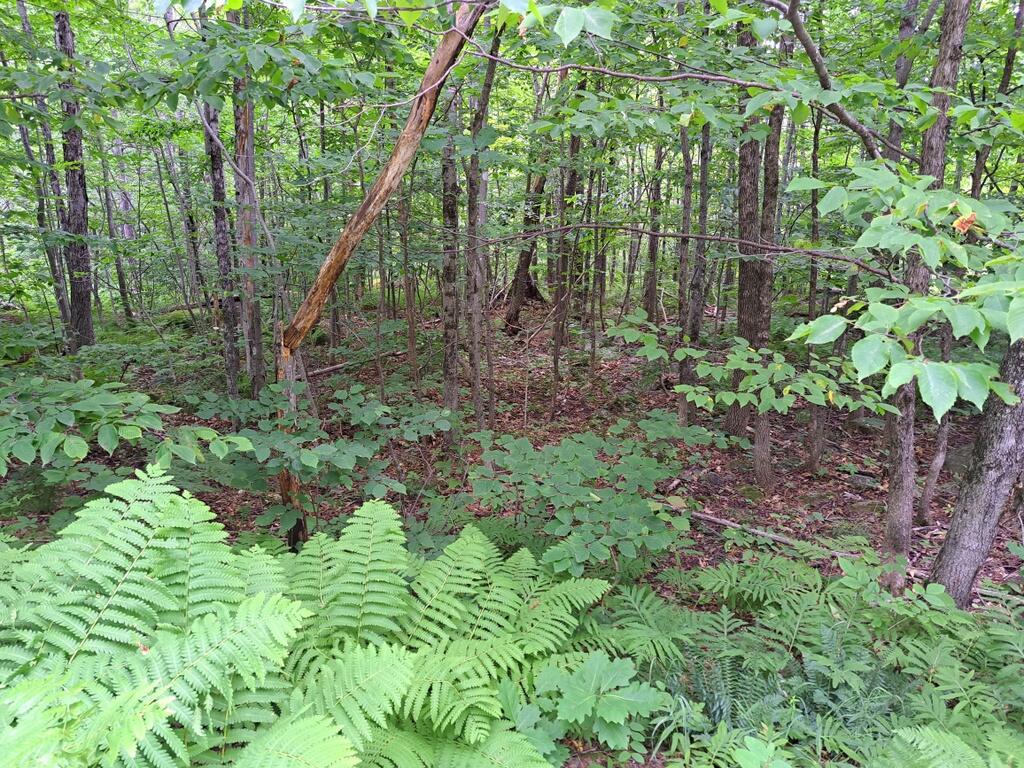 Lot 12 Barker Road New Vineyard ME 04956