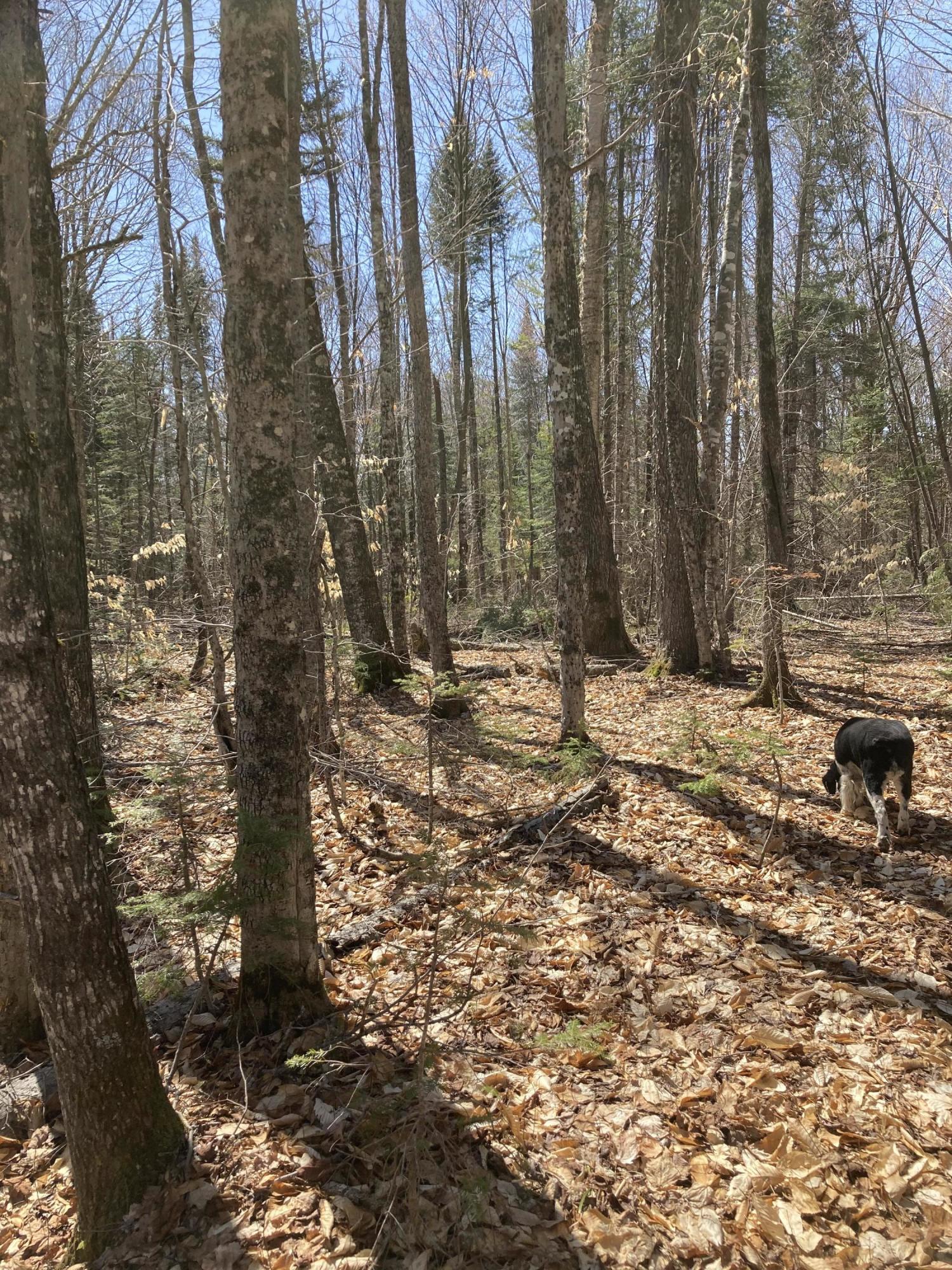 5 Loop Road Moxie Gore, ME