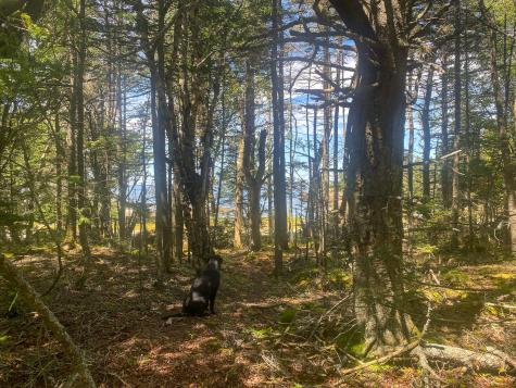 Lot 9-1 Black Duck Cove Road Beals ME 04611