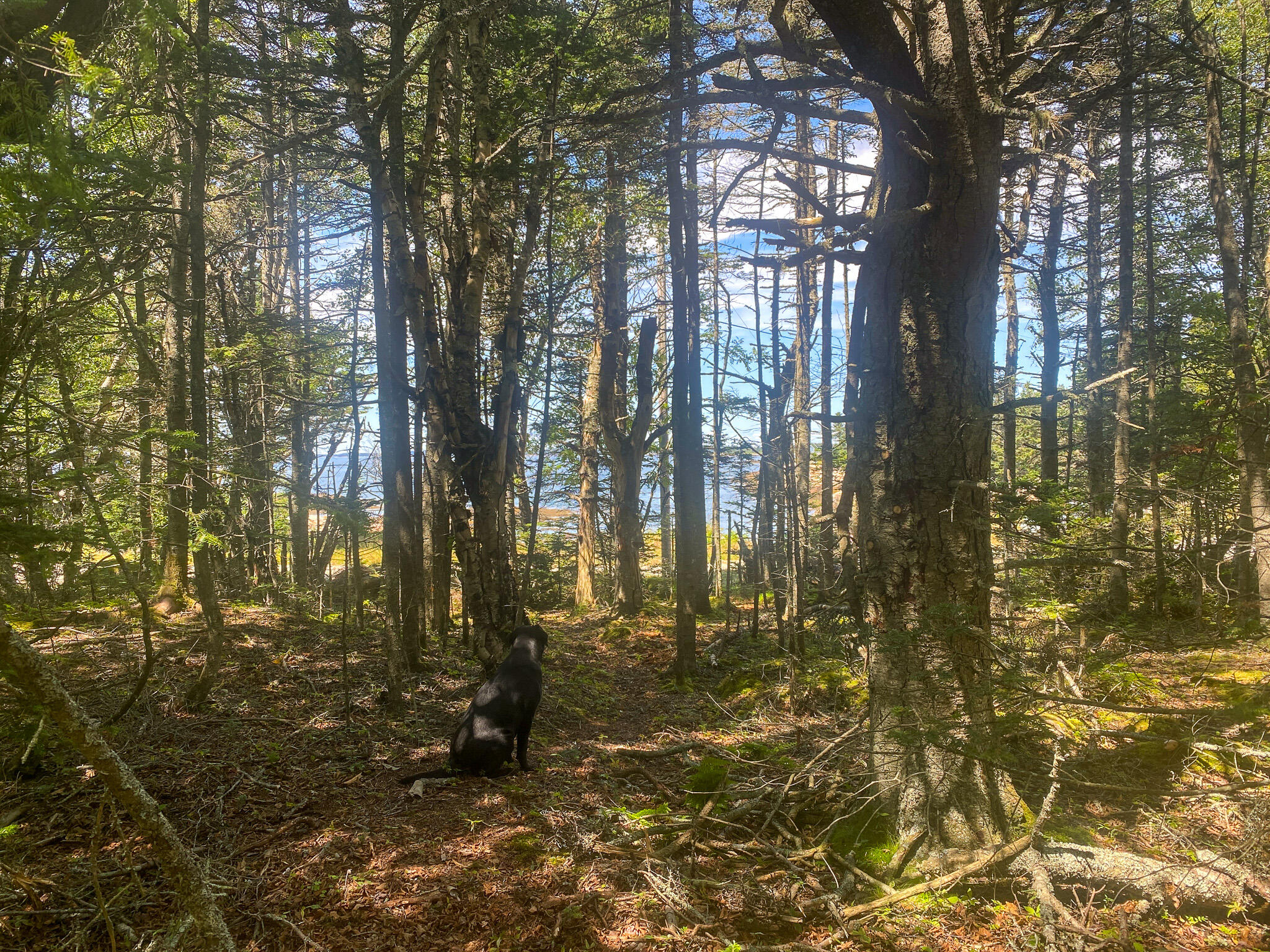 Lot 9-1 Black Duck Cove Road Beals ME 04611