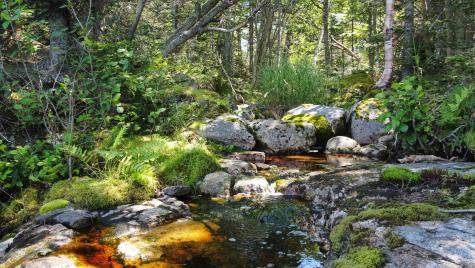 Lot 9-1 Black Duck Cove Road Beals ME 04611