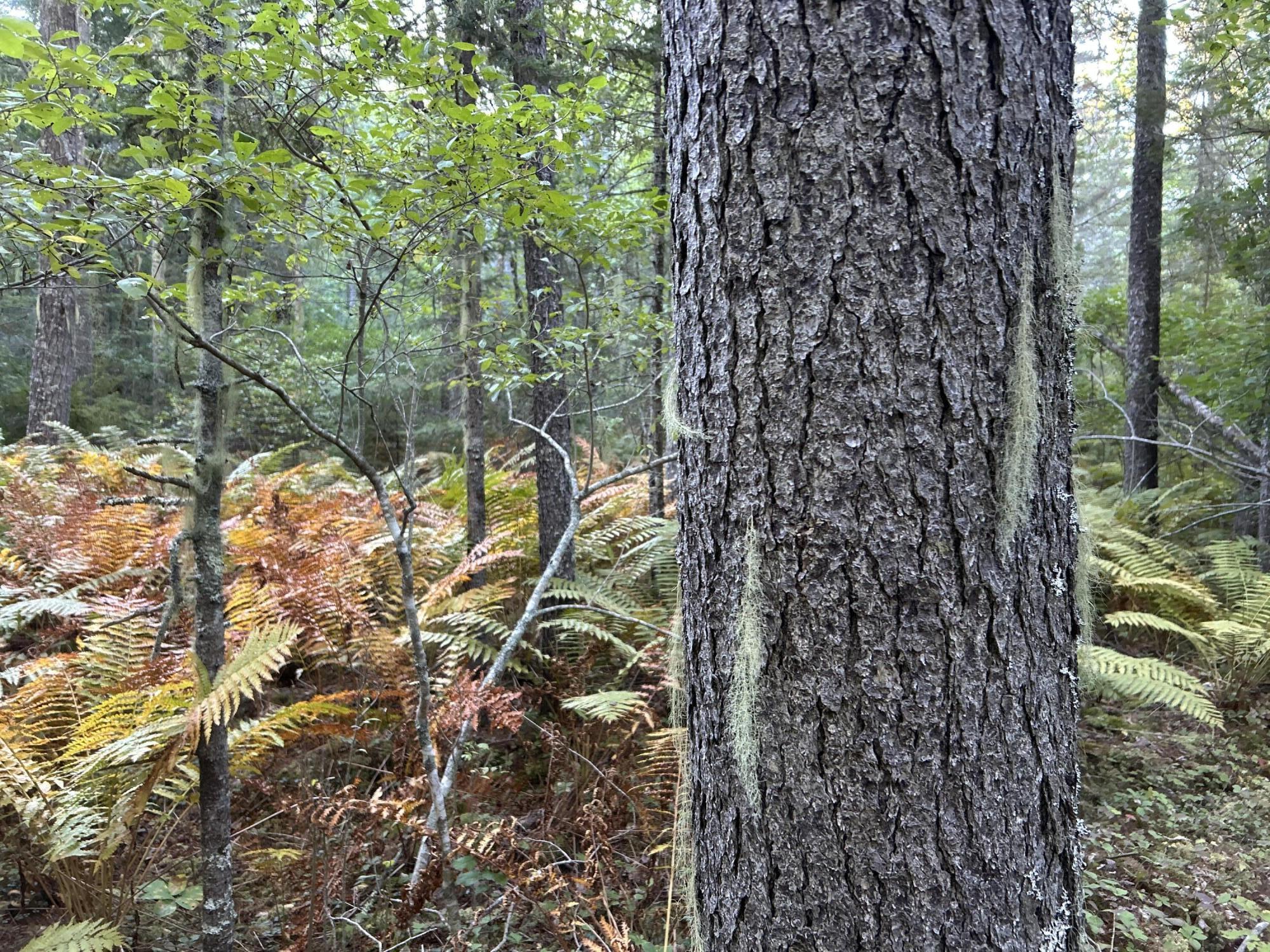 M6L43 Biscay Road Bremen ME 04551