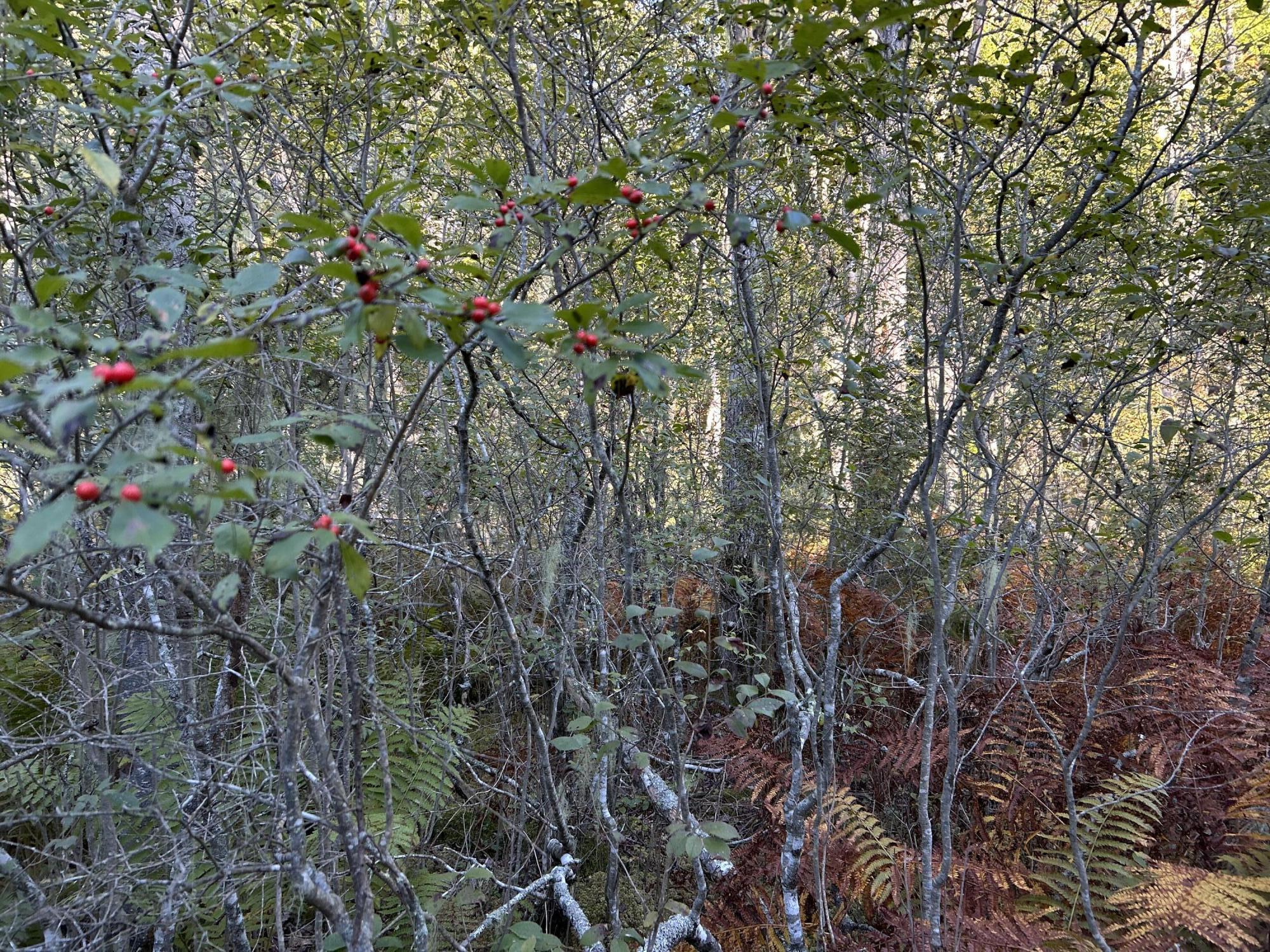 M6L43 Biscay Road Bremen ME 04551