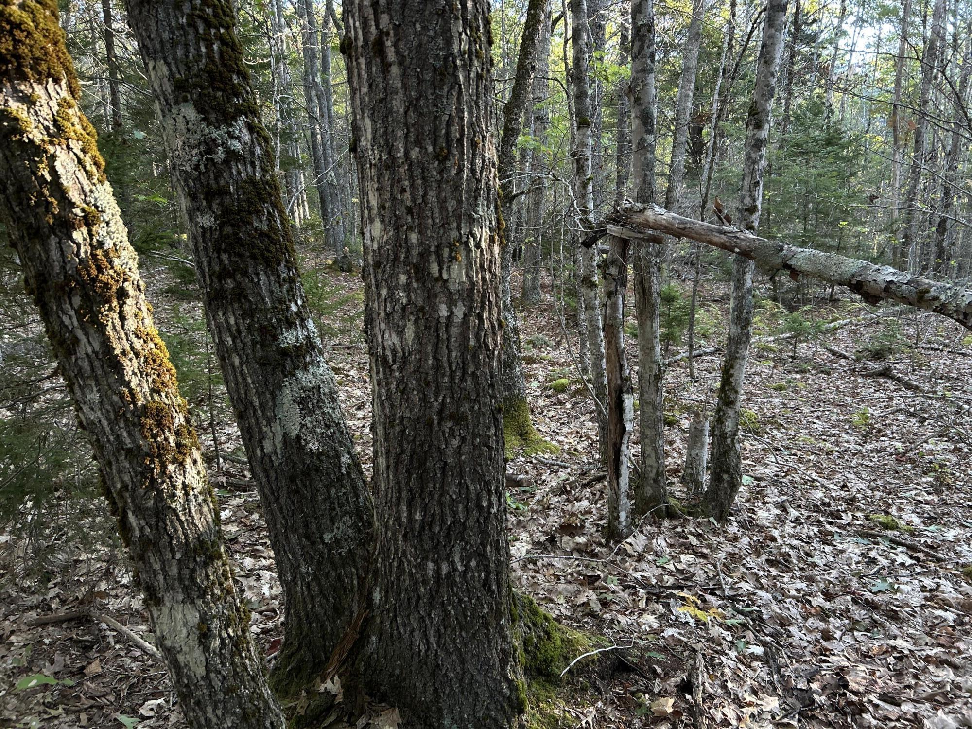 M6L43 Biscay Road Bremen ME 04551