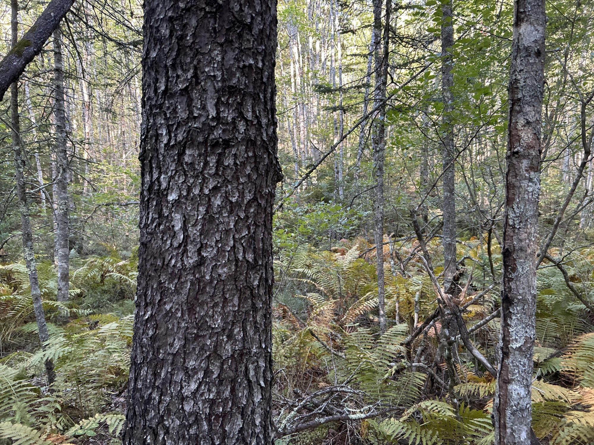 M6L43 Biscay Road Bremen ME 04551