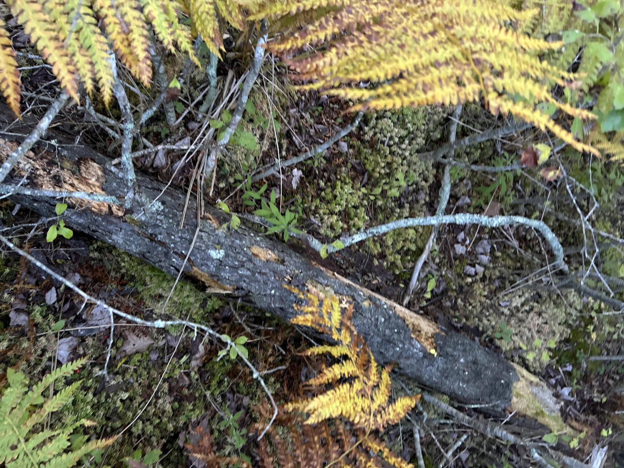 M6L43 Biscay Road Bremen ME 04551