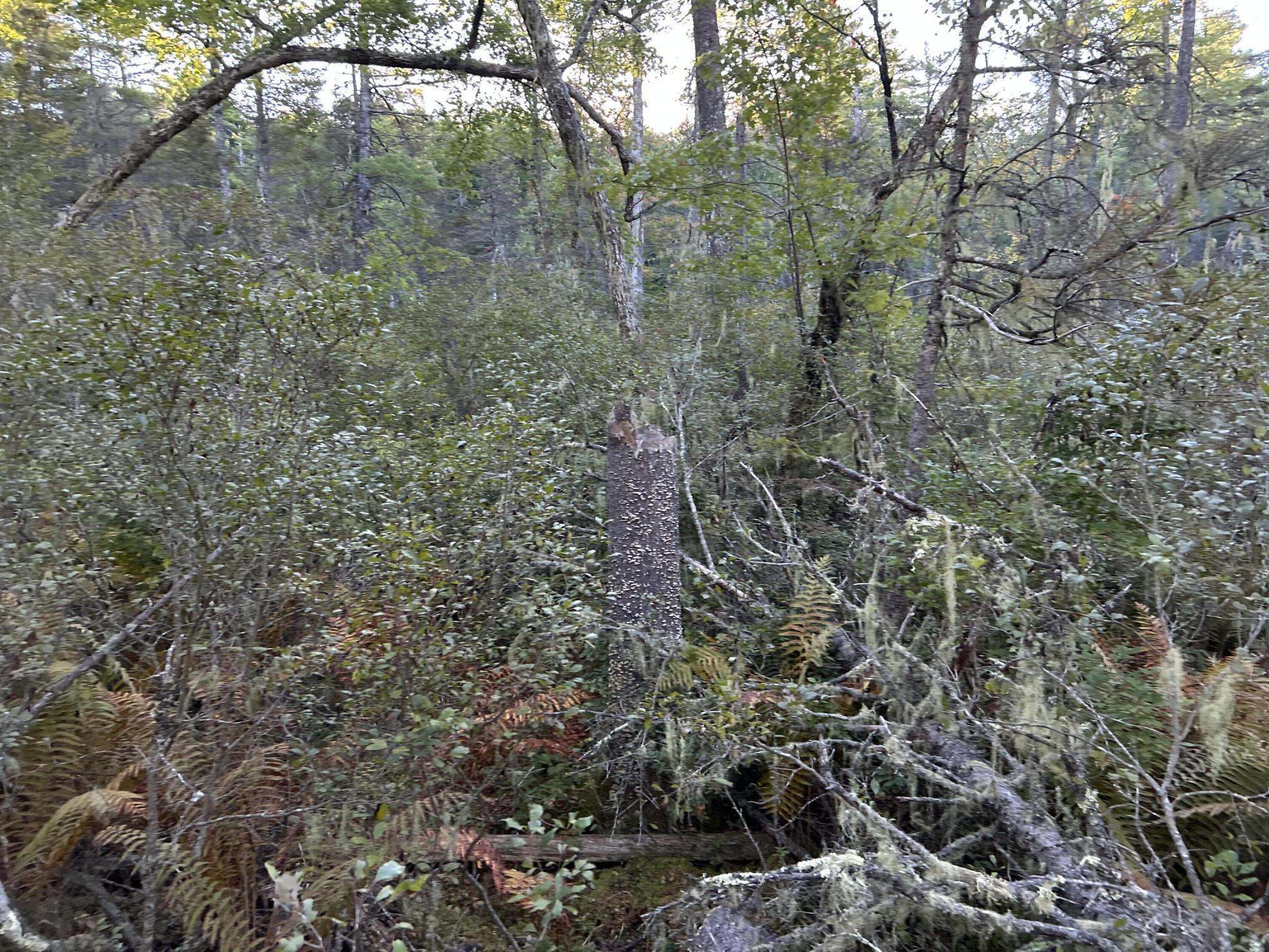 M6L43 Biscay Road Bremen ME 04551