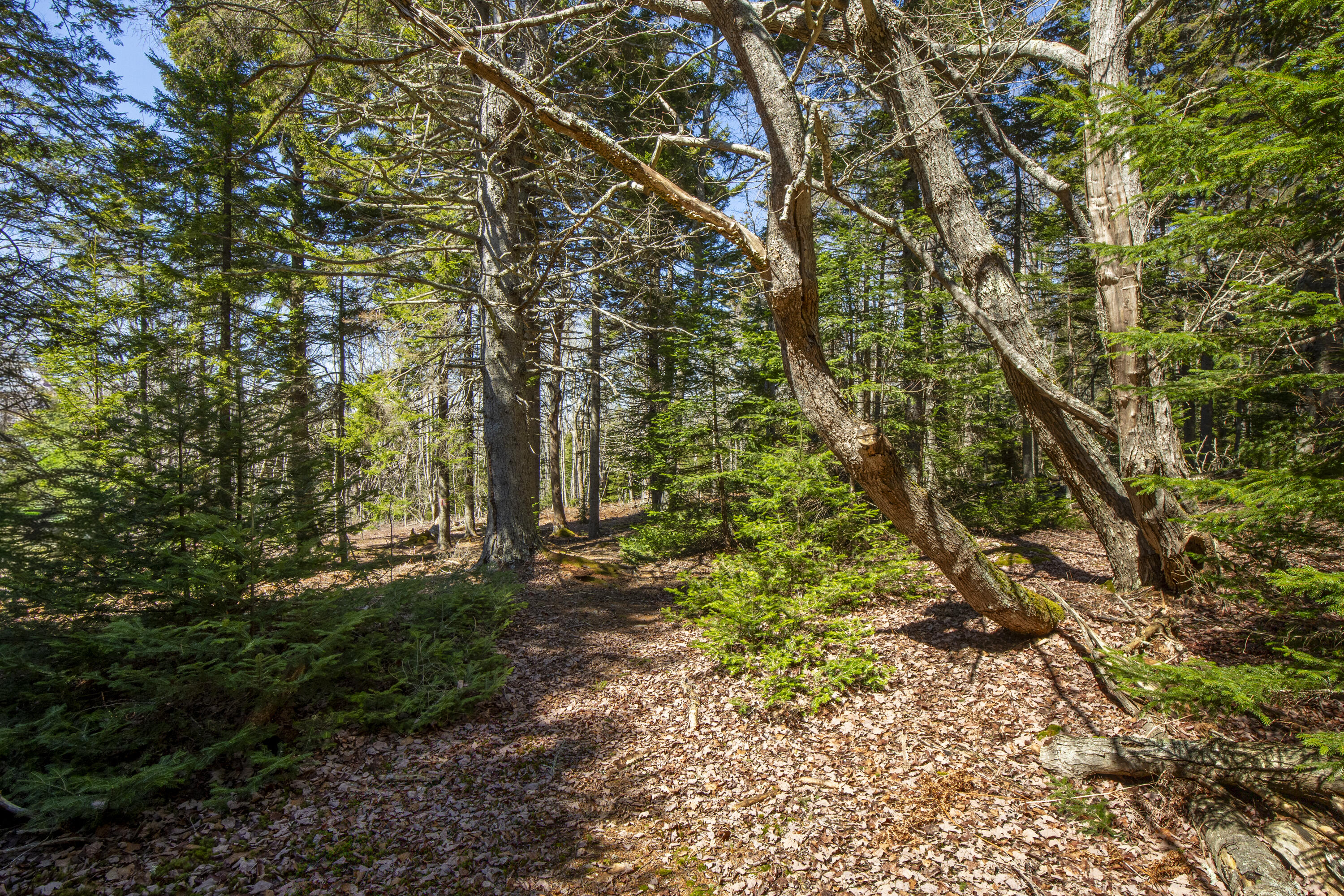 Lot C Lang Road Saint George ME 04860