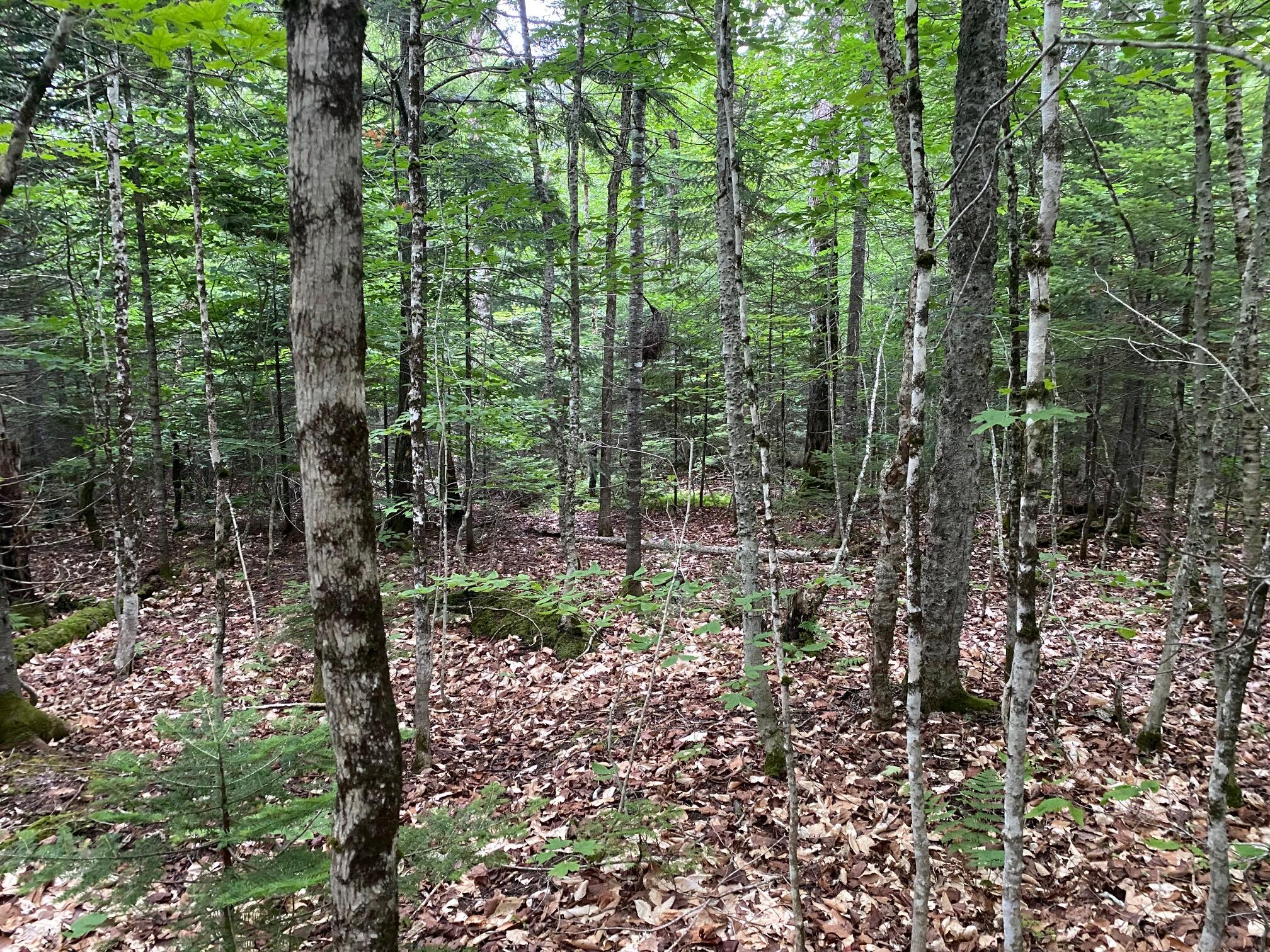 Lot 29 Scammon Road Greenville ME 04441