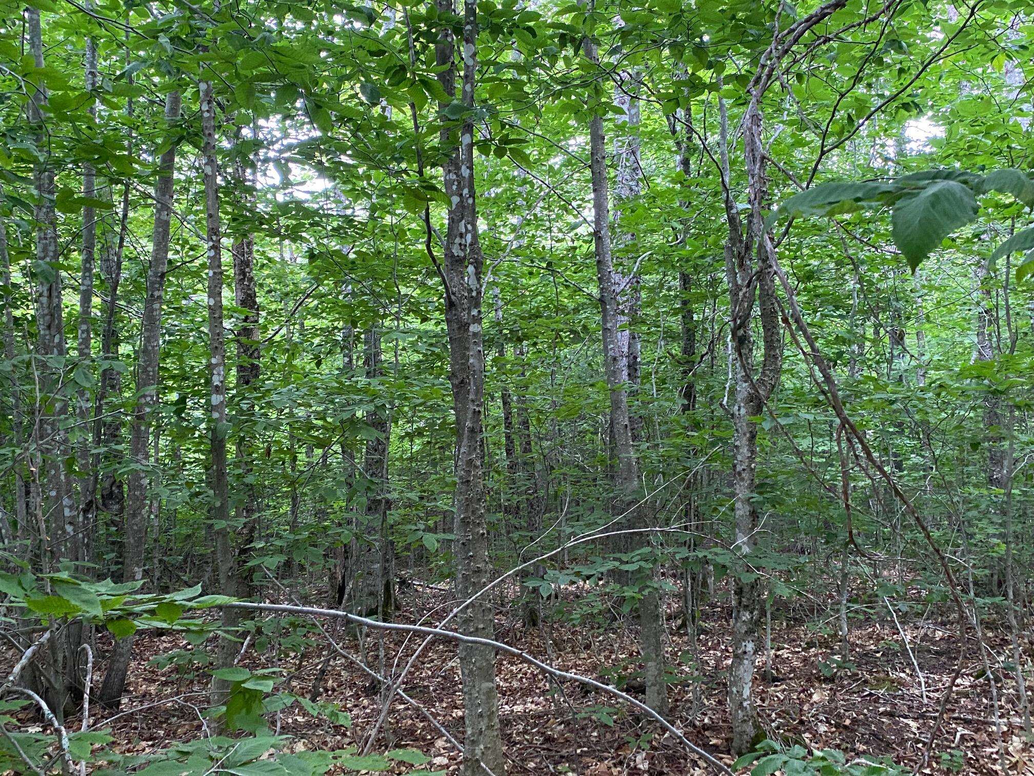 Lot 29 Scammon Road Greenville ME 04441