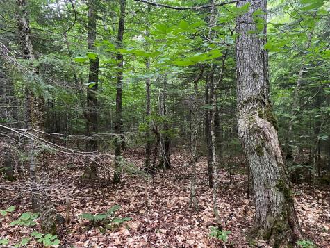 Lot 29 Scammon Road Greenville ME 04441
