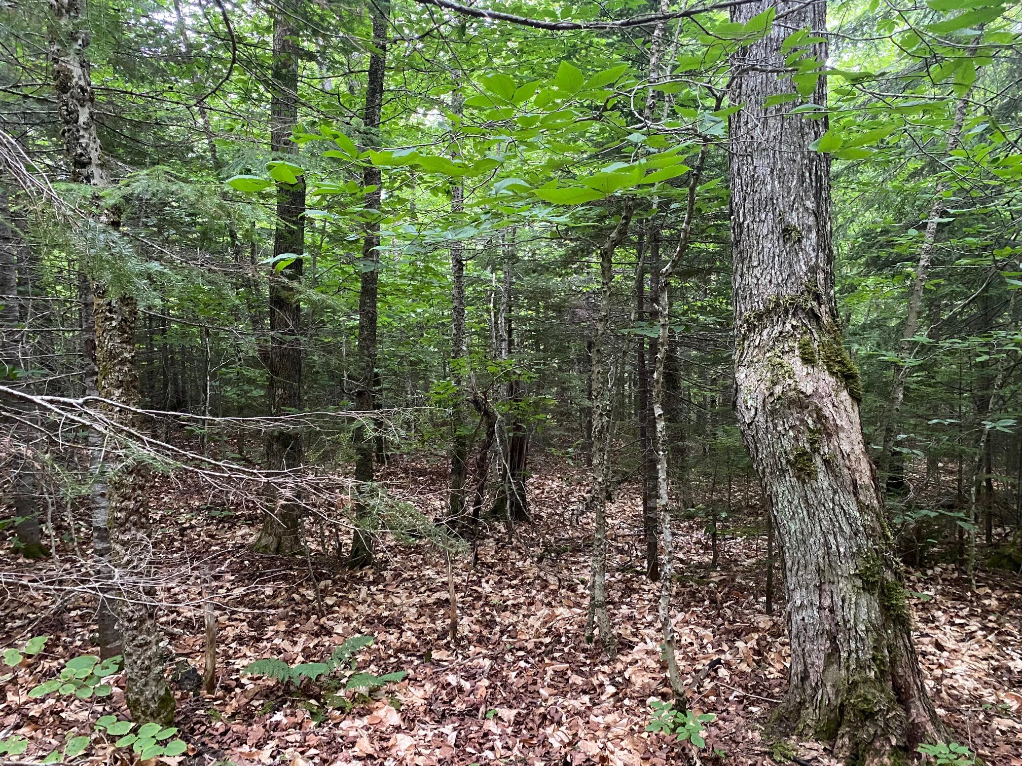 Lot 29 Scammon Road Greenville ME 04441