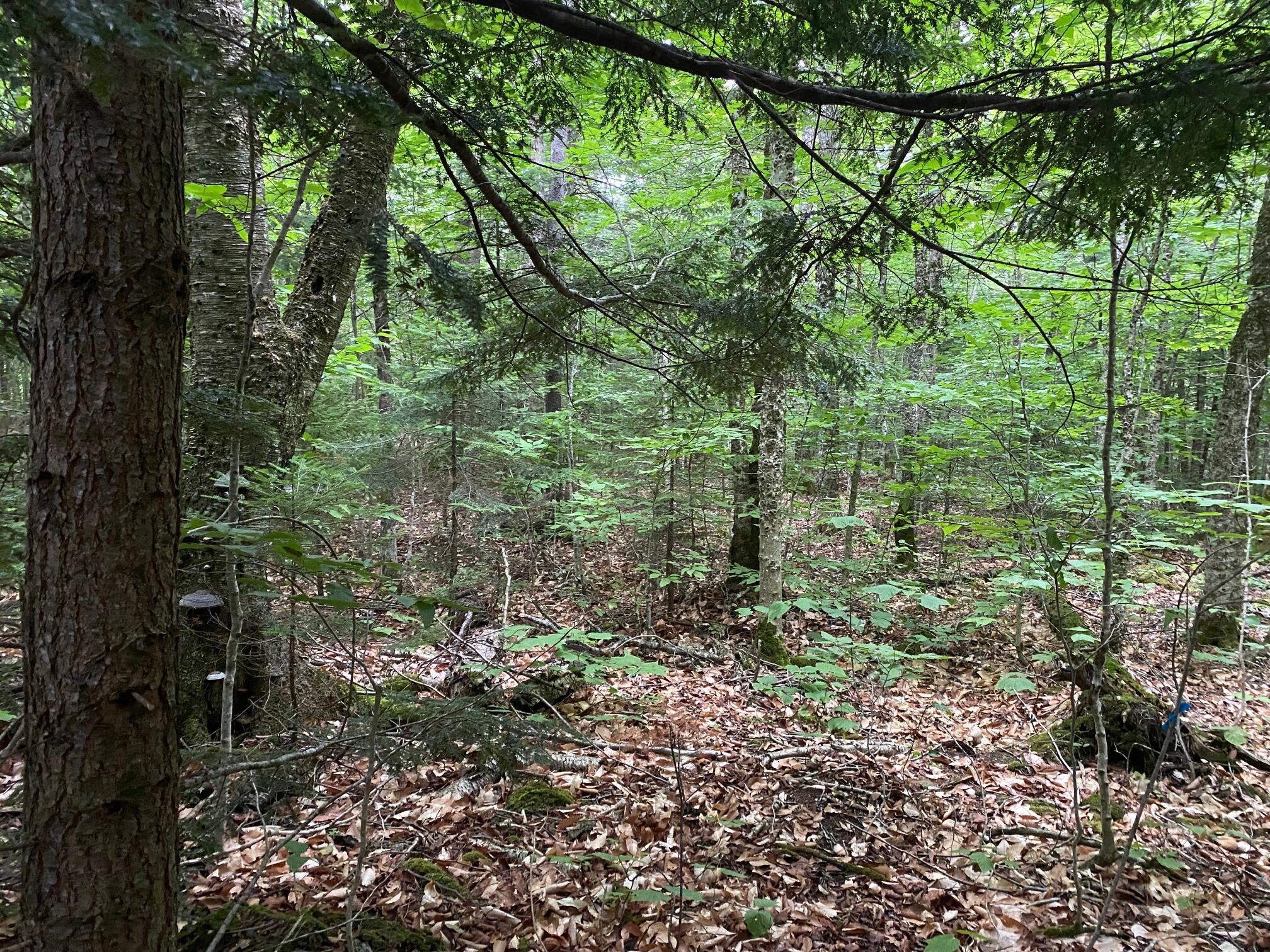 Lot 29 Scammon Road Greenville ME 04441