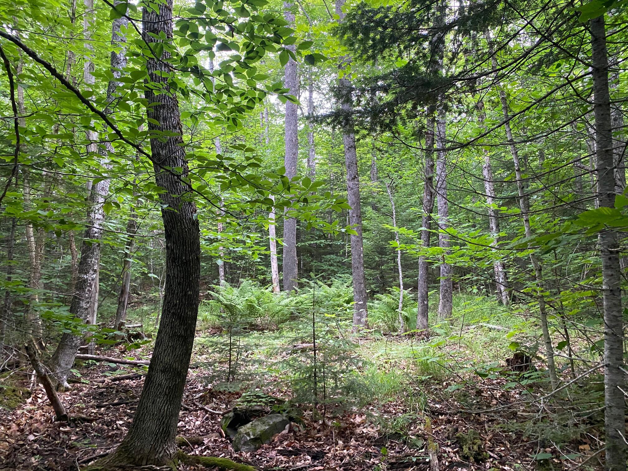 Lot 29 Scammon Road Greenville ME 04441