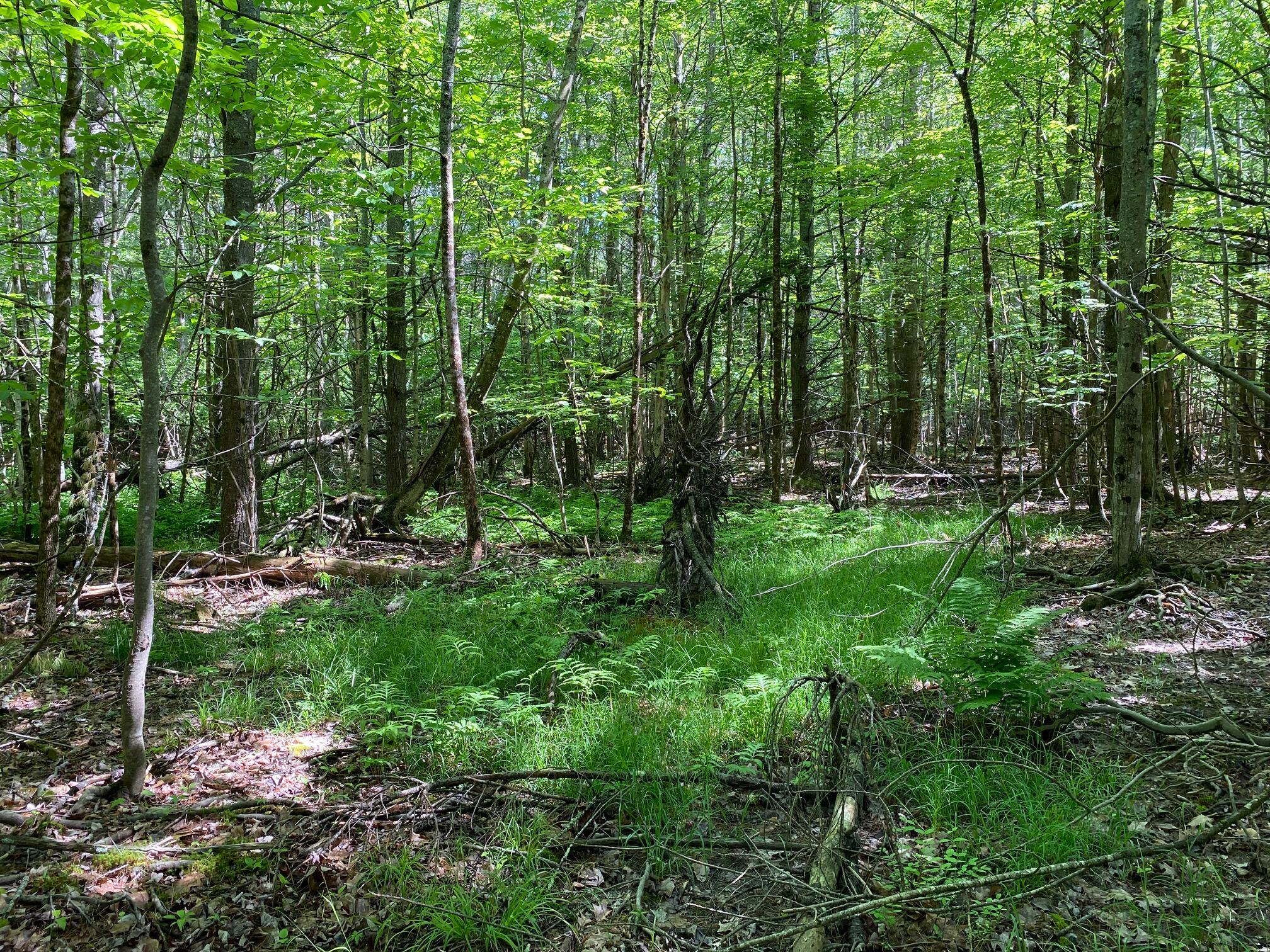 34-ACRES Deering Drive Gorham ME 04038