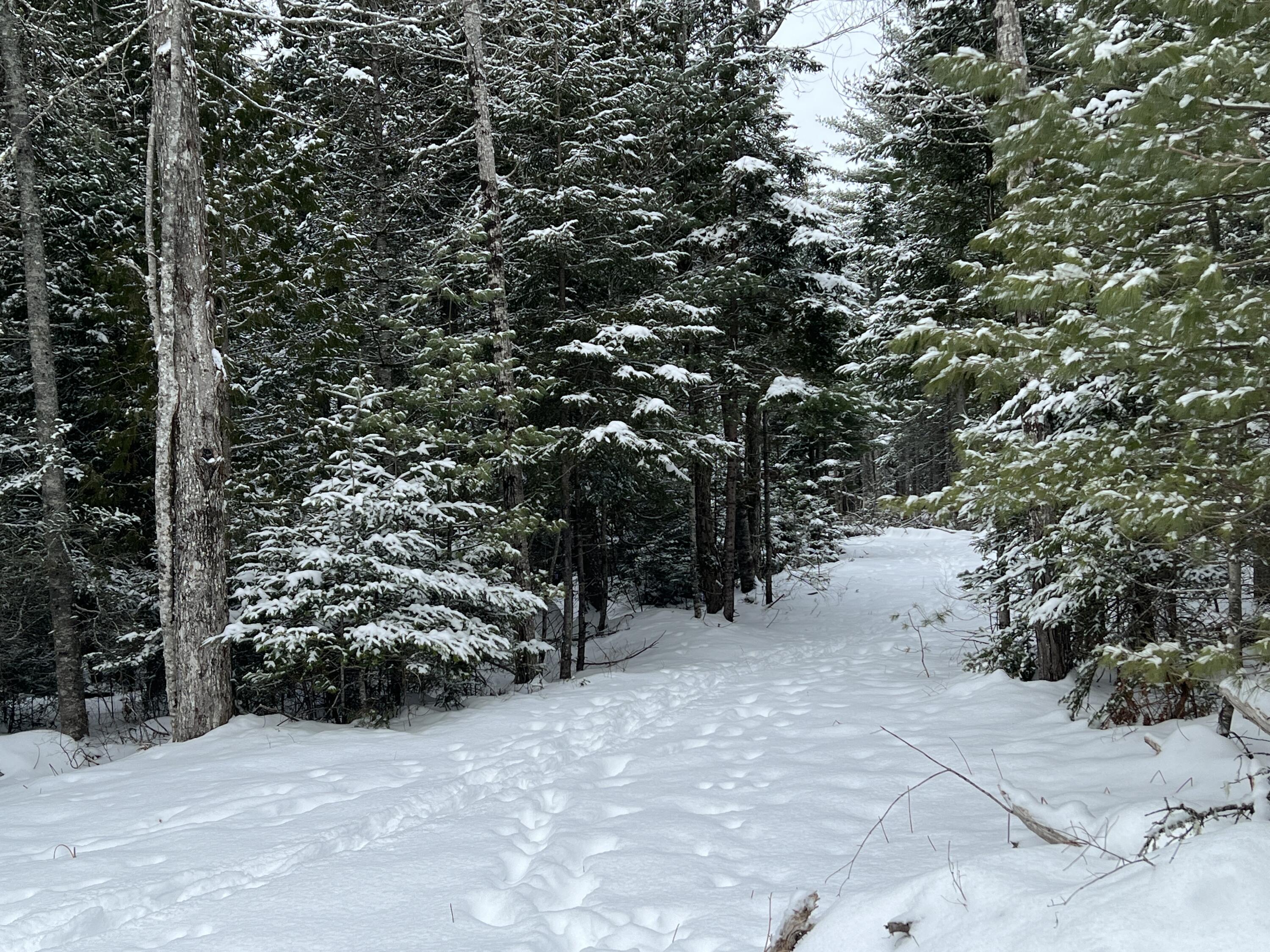 Lot 21-10 Toddy Drive Penobscot ME 04476