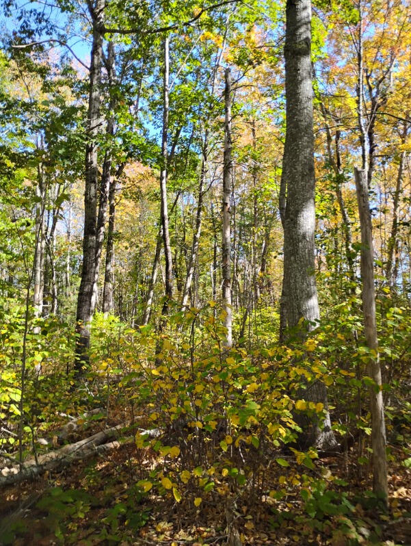 1 Bicknell Road Belmont ME 04952