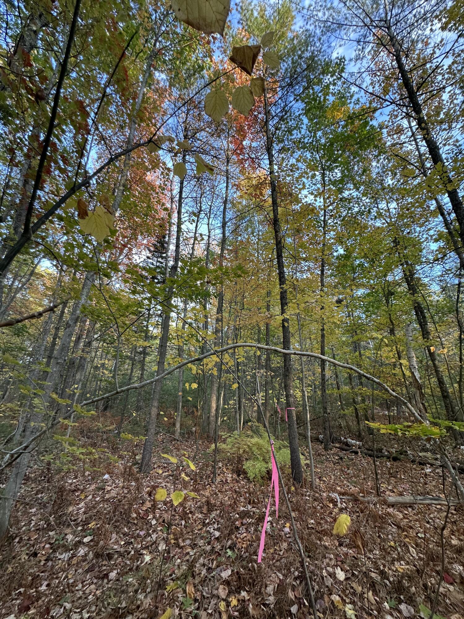 Lot # 4 South Street Freeport ME 04032